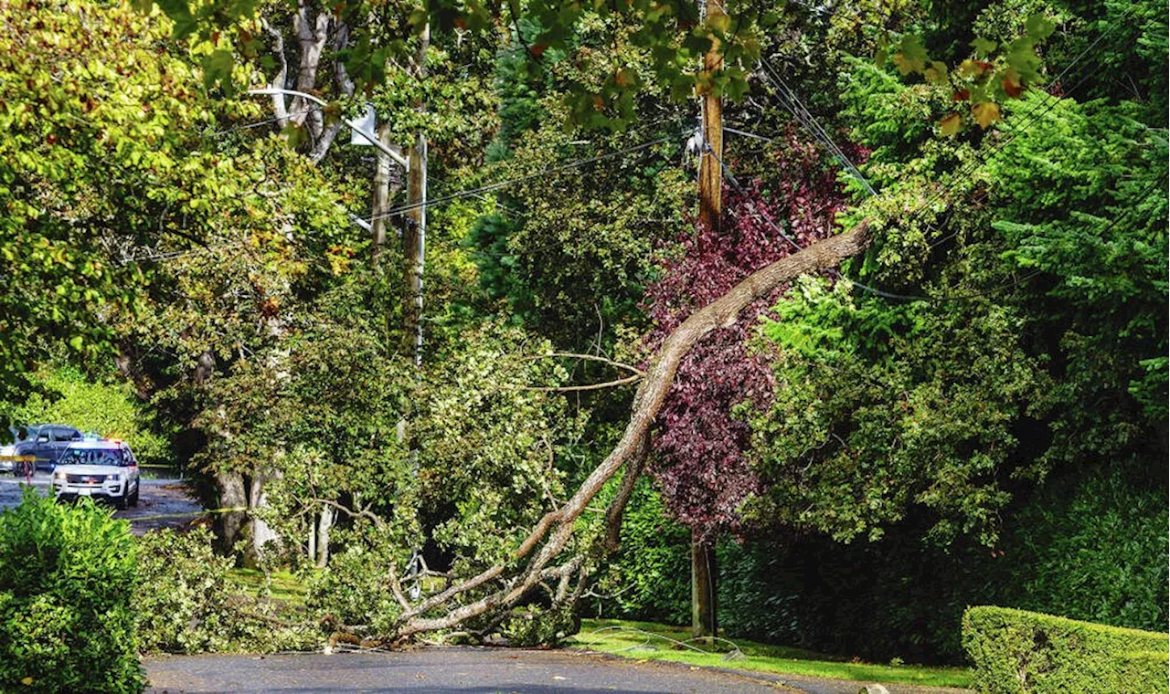 B.C.'s drought: As drought persists, stressed trees are more likely to fall on power lines