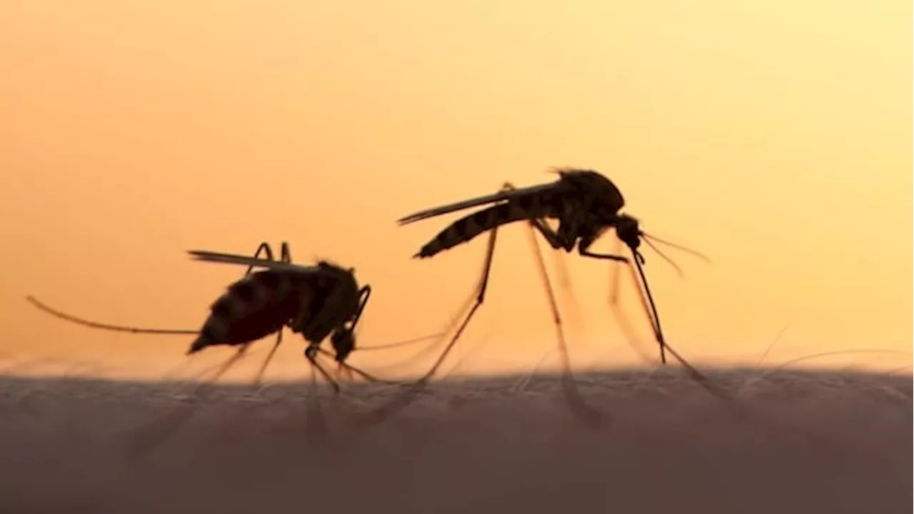 West Nile found in Brampton mosquitoes, Peel Region says