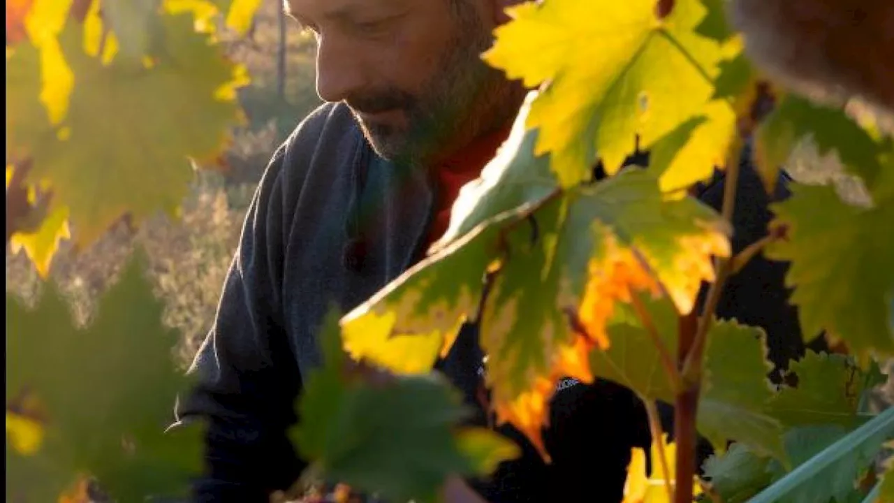 Nomos, il vino nobile nato dal lavoro di persone con disabilità