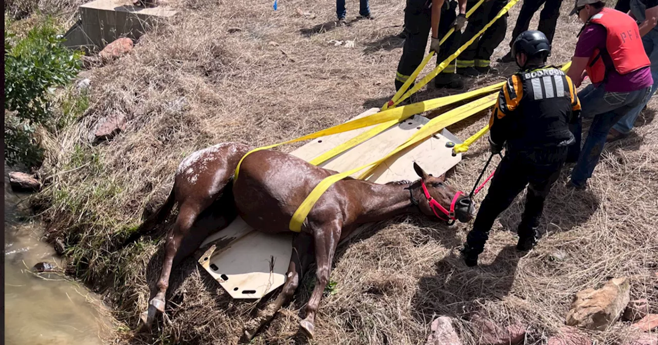 Poudre Fire crews rescue blind horse from Larimer County canal