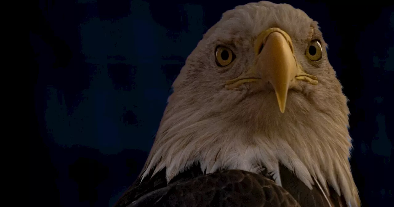 Toano, a bald eagle at the Denver Zoo, passes away suddenly