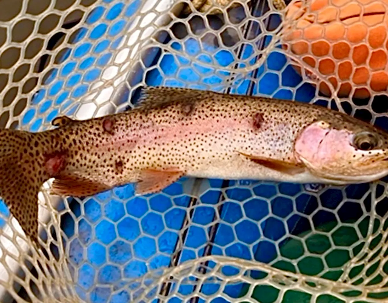 Colorado investigates strange sores on fish in mountain waterways