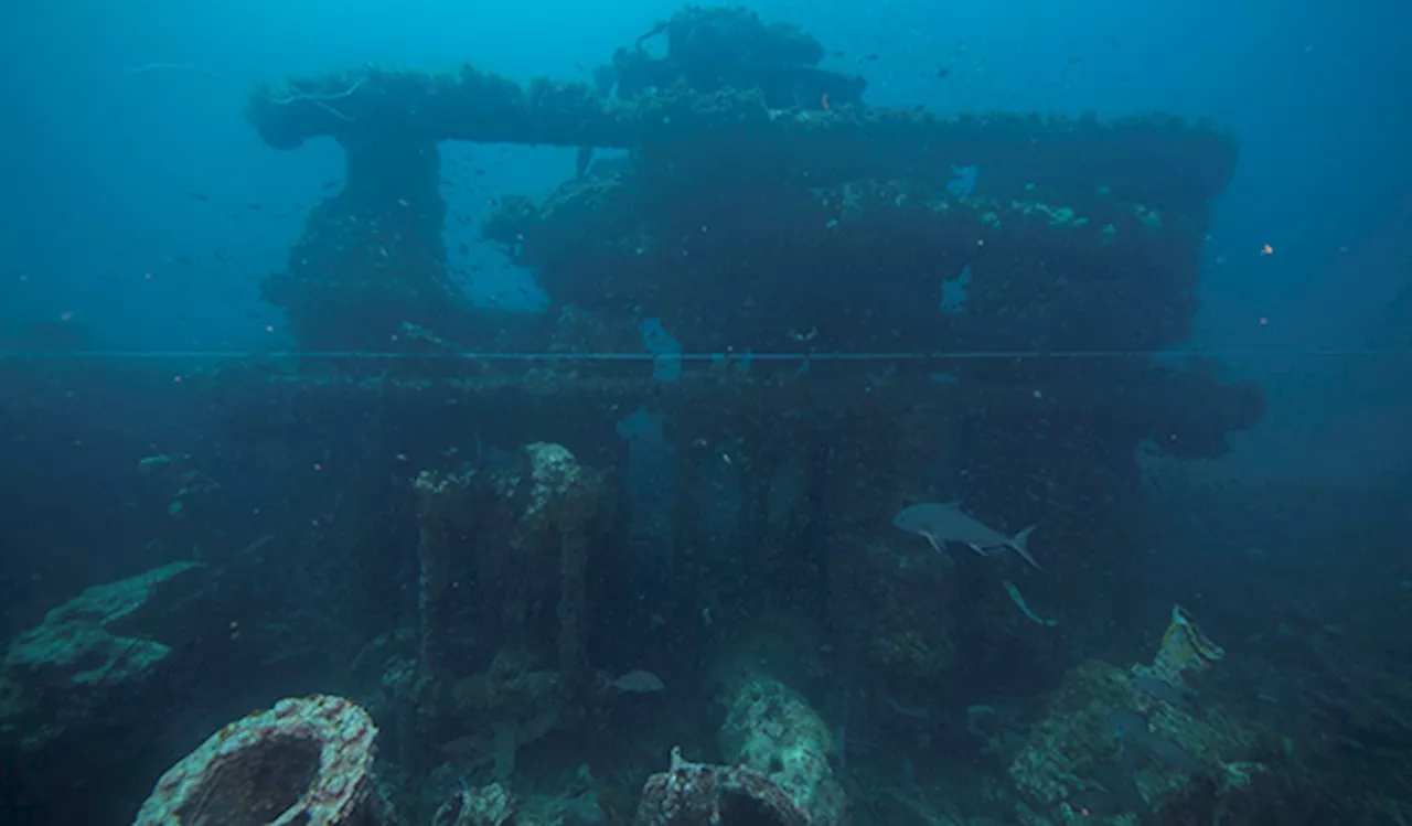 How Sea Creatures Have Adapted To Life In Sunken World War II Vessels