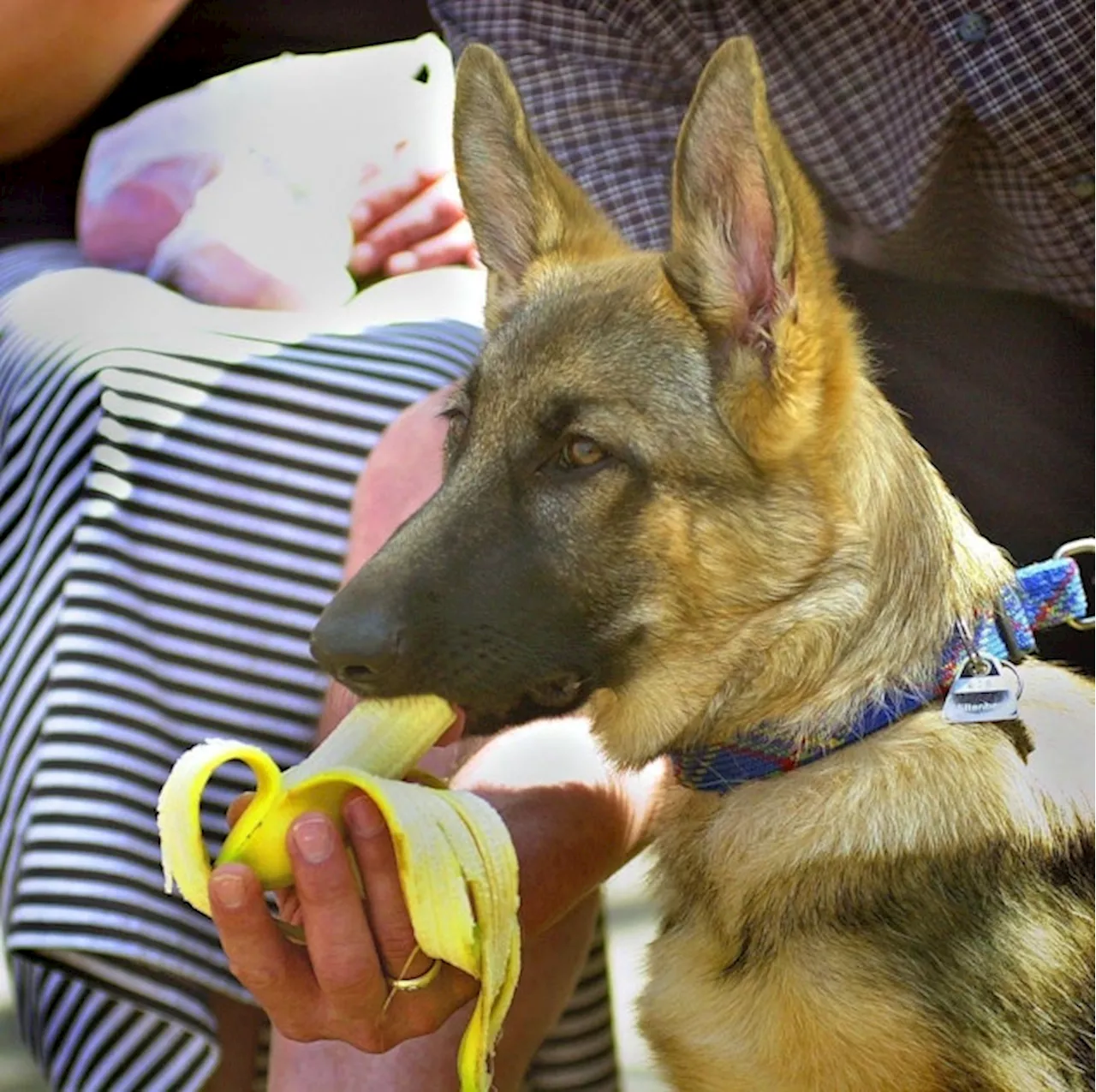 Wie oft dürfen Hunde Banane essen?