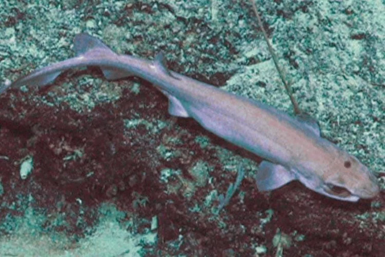 New Species Of Shark Discovered In New Zealand