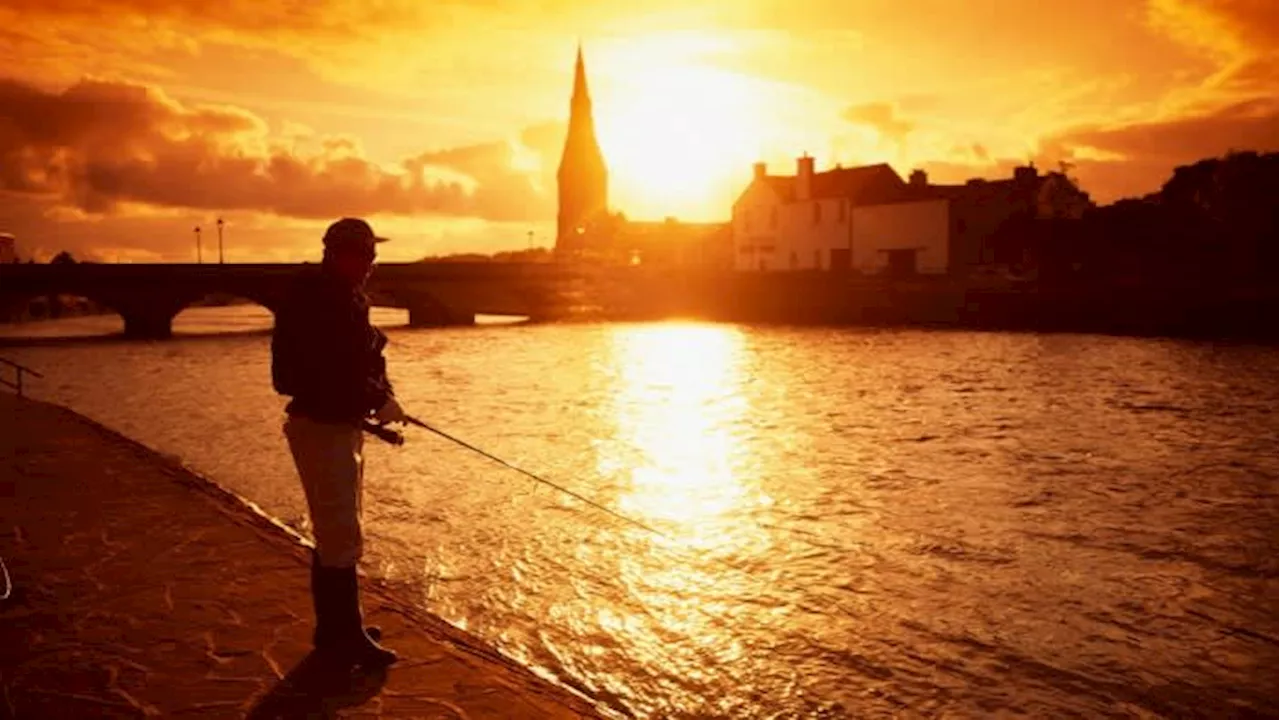 Wild salmon were an Irish icon. Now they’re almost gone