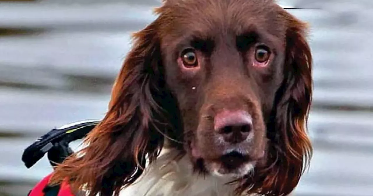 Hero Glasgow sniffer dog who helped find bodies to be awarded OBE after death