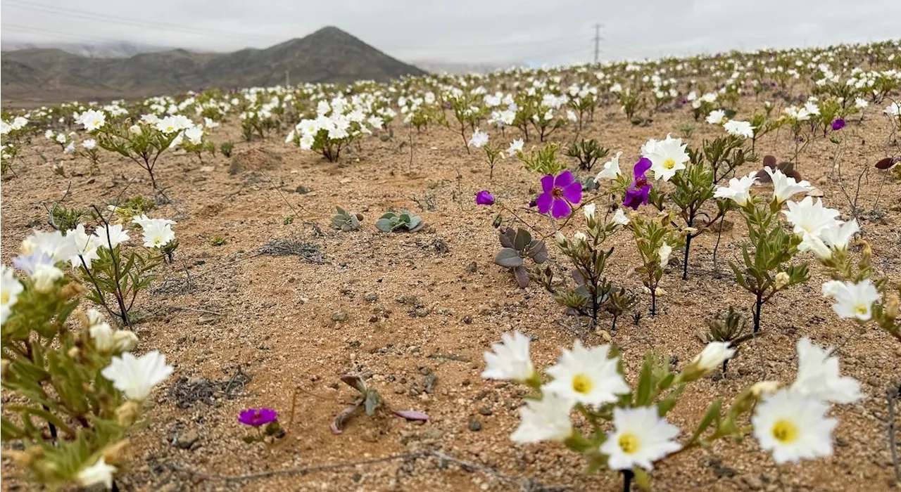 Chile’s Atacama Desert surprises with rare winter bloom