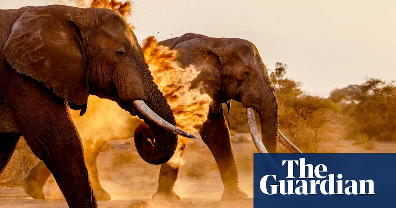 Trophy hunter killings spark fierce battle over the future of super tusker elephants