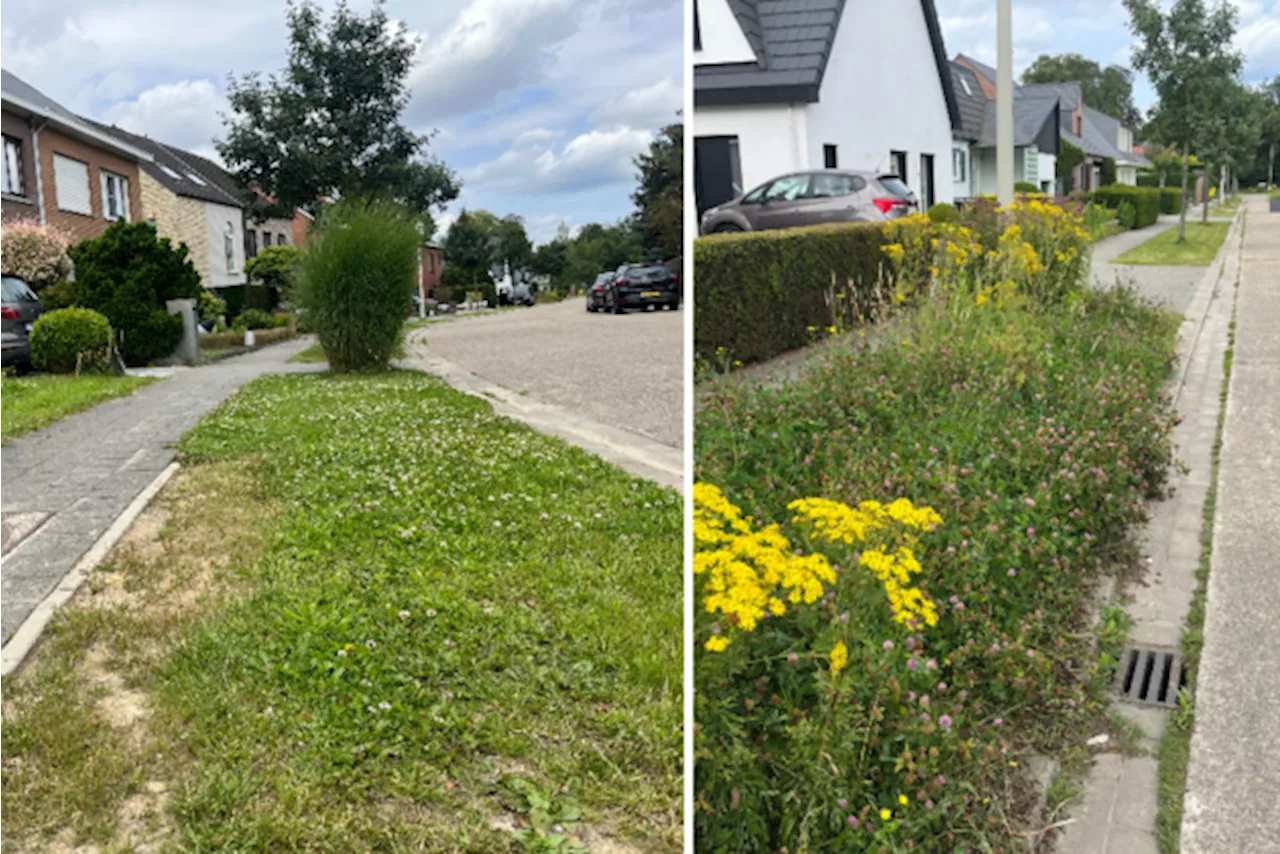 Verzoek gemeente om berm niet meer te maaien valt slecht bij bewoner Berkenlaan