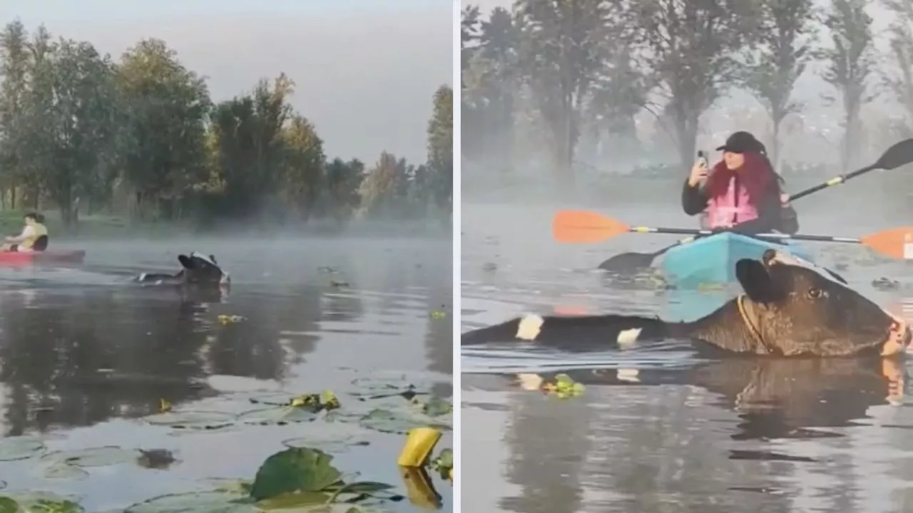 VIDEO: vacas sorprenden a turistas al &quot;nadar&quot; de madrugada en los canales de Xochimilco