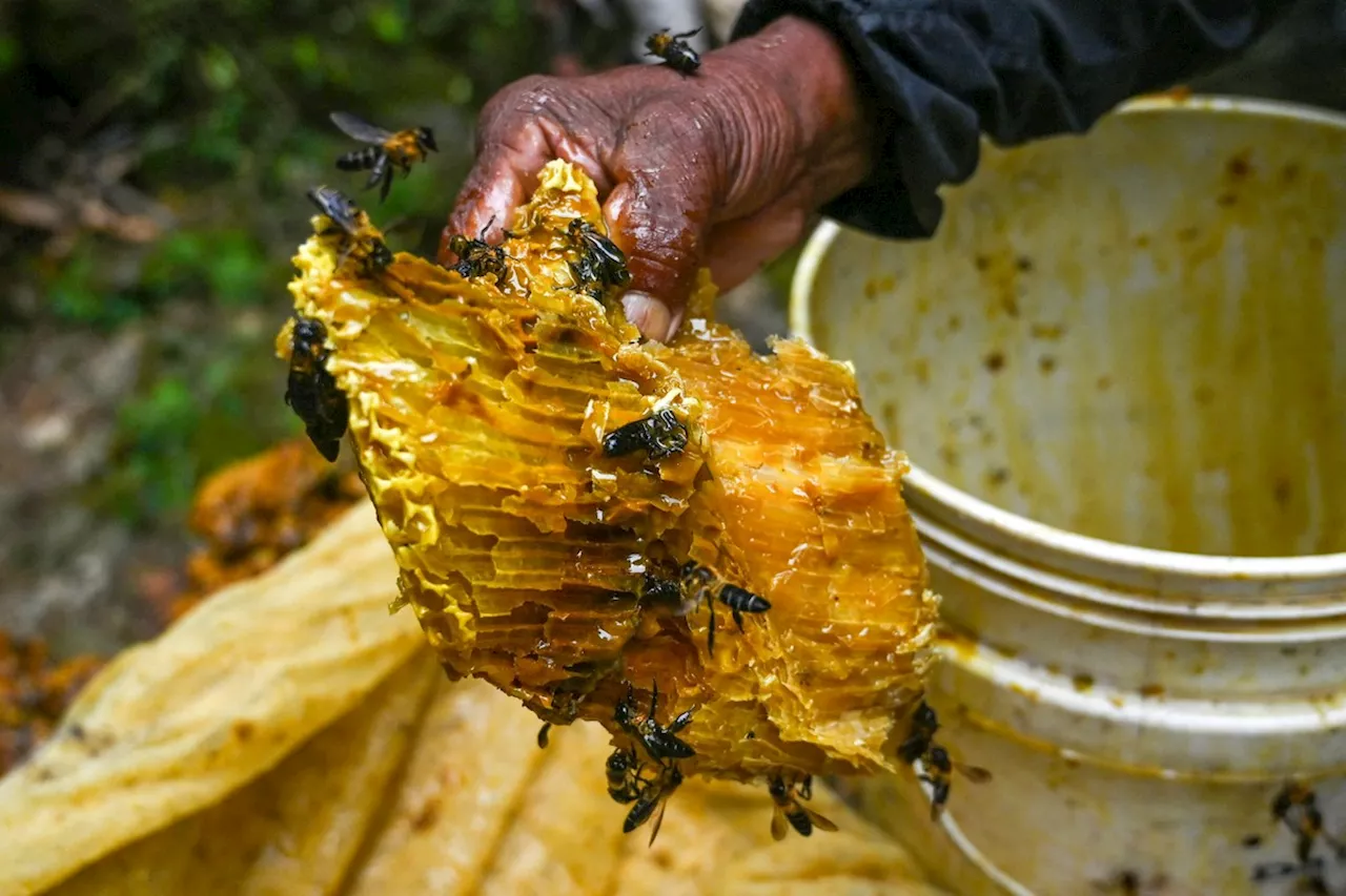 Coletores de 'mel louco' do Himalaia tem futuro incerto em meio às mudanças climáticas; entenda