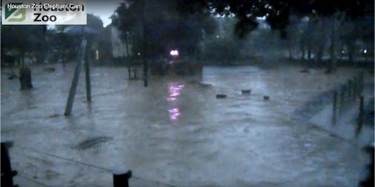 LIVE: Houston Zoo sees high waters in 2 popular exhibits