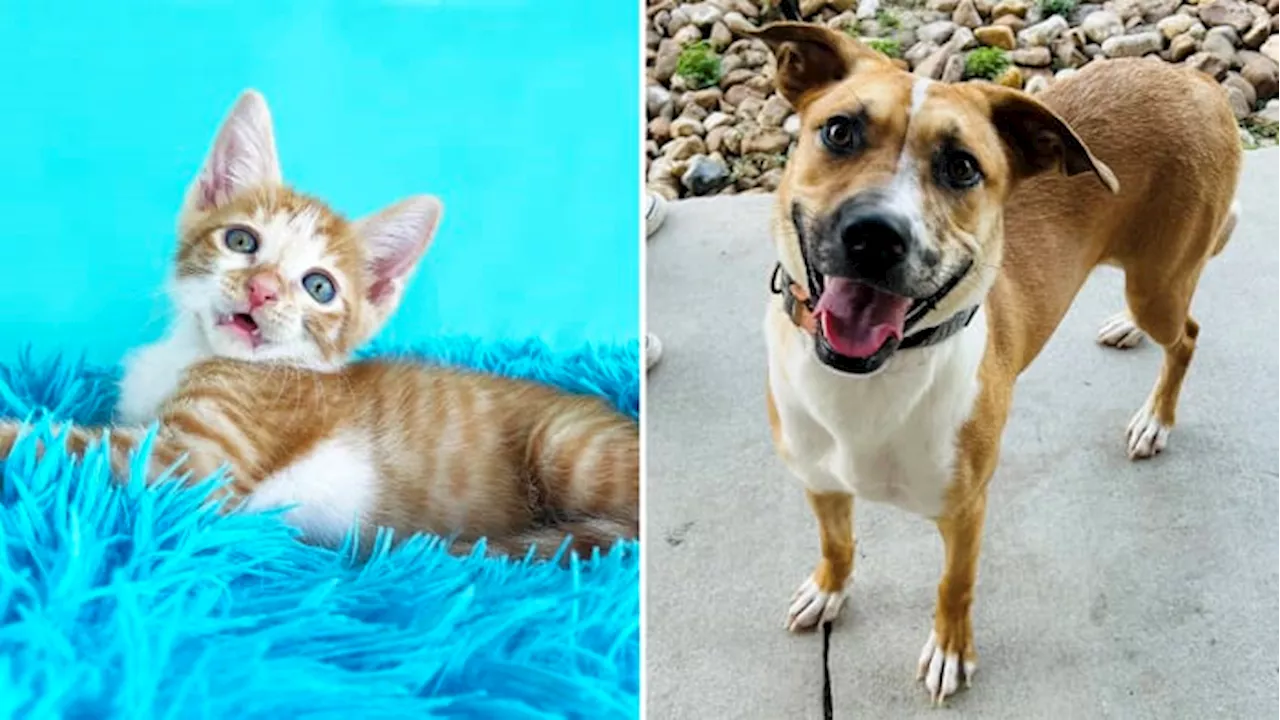 San Antonio-area shelters offer free, discounted pet adoptions for ‘Empty the Shelters’ initiative