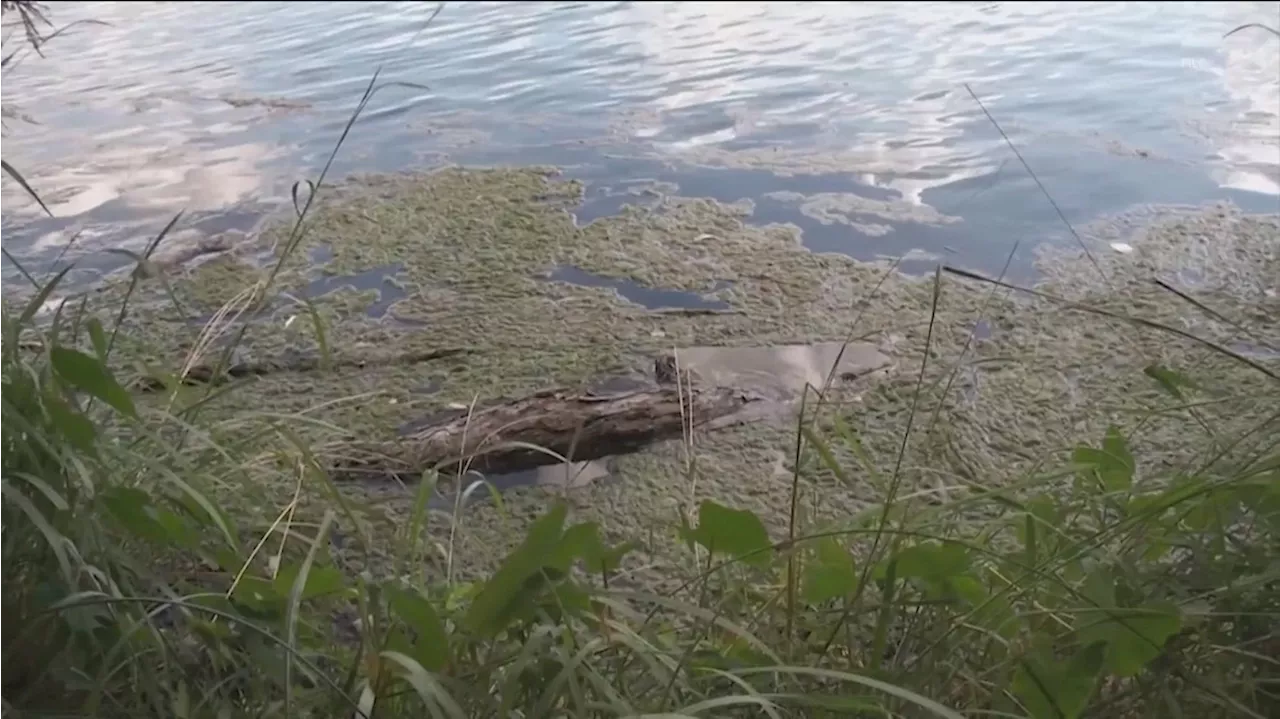 City of Austin continues clay treatment to reduce toxic algae in Lady Bird Lake