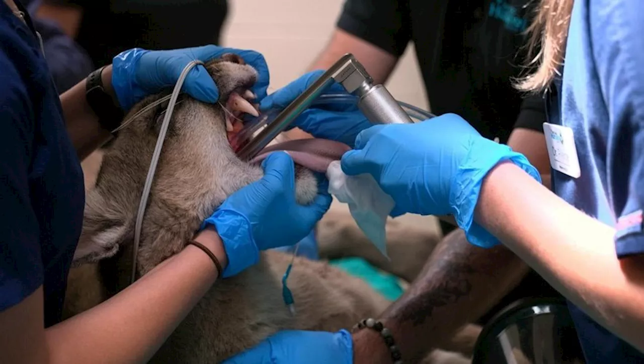 A Los Angeles, un énorme pont pour animaux conçu pour sauver les pumas