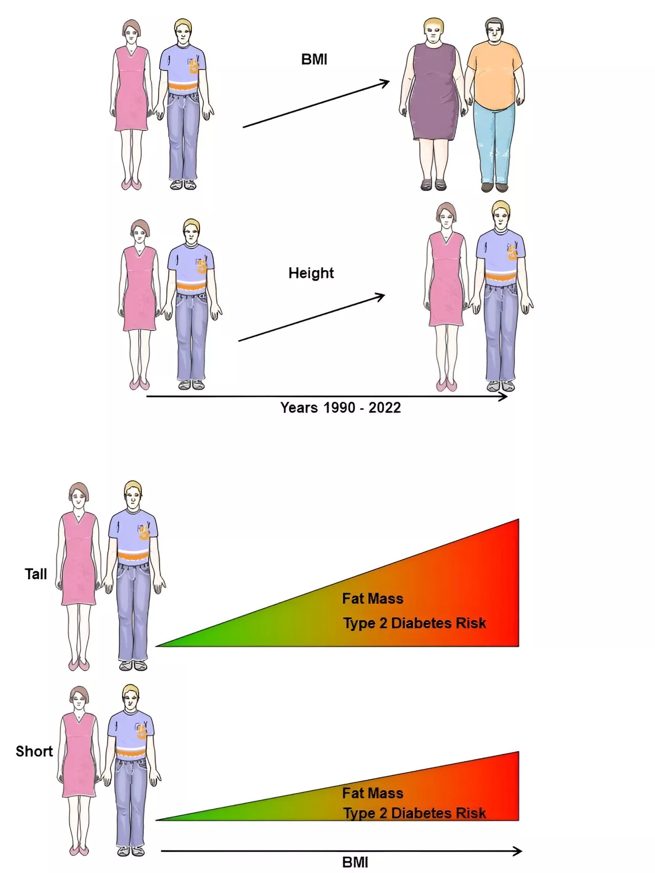 Data suggest cardiometabolic risk of a higher BMI may be underestimated in taller populations worldwide