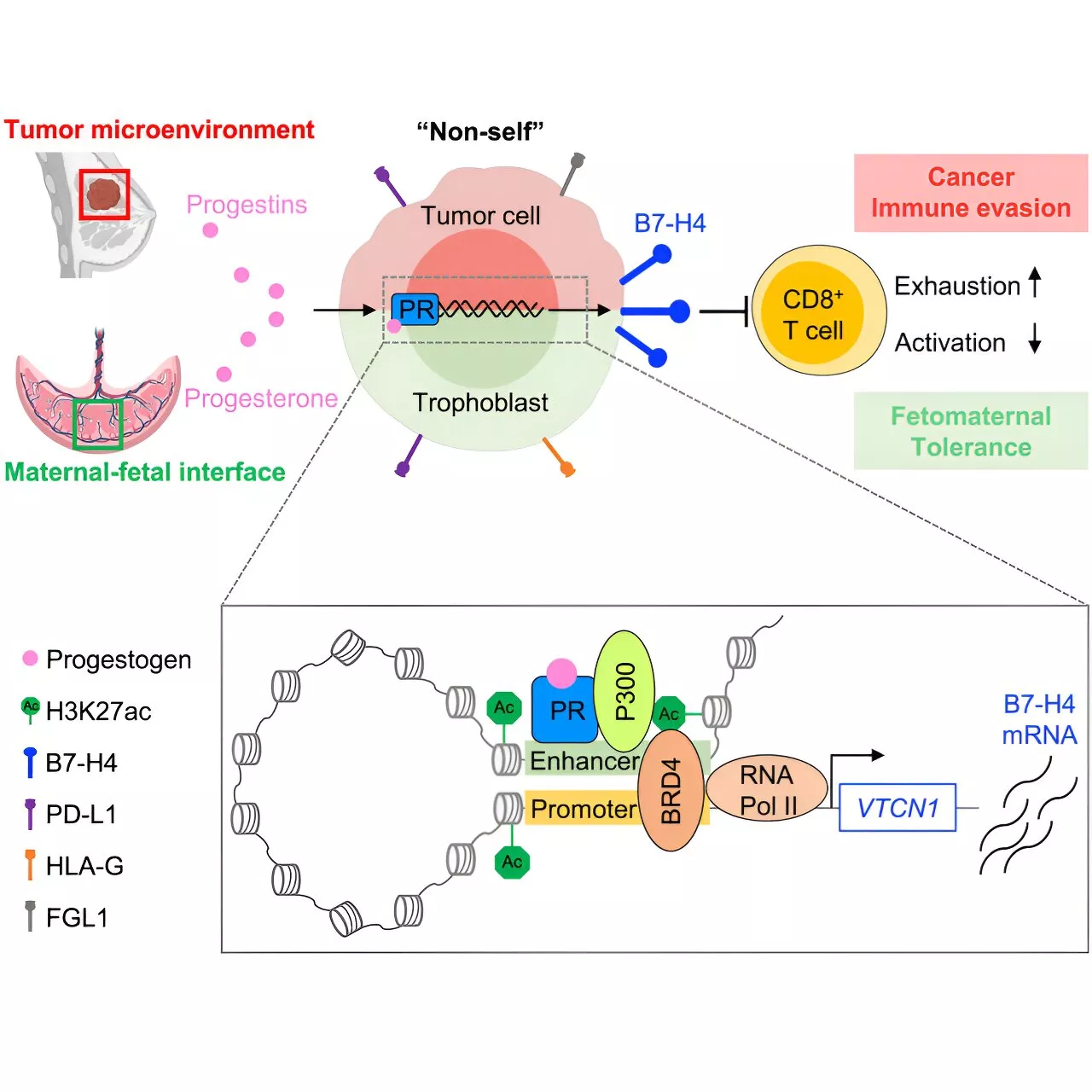 Researchers find a common immune system mechanism between pregnancy and cancer