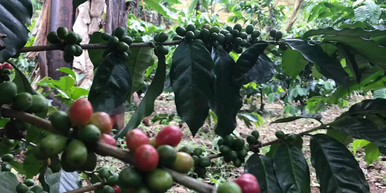 Guatemaltekische Justiz lässt Schweizer Kaffeehändler festnehmen