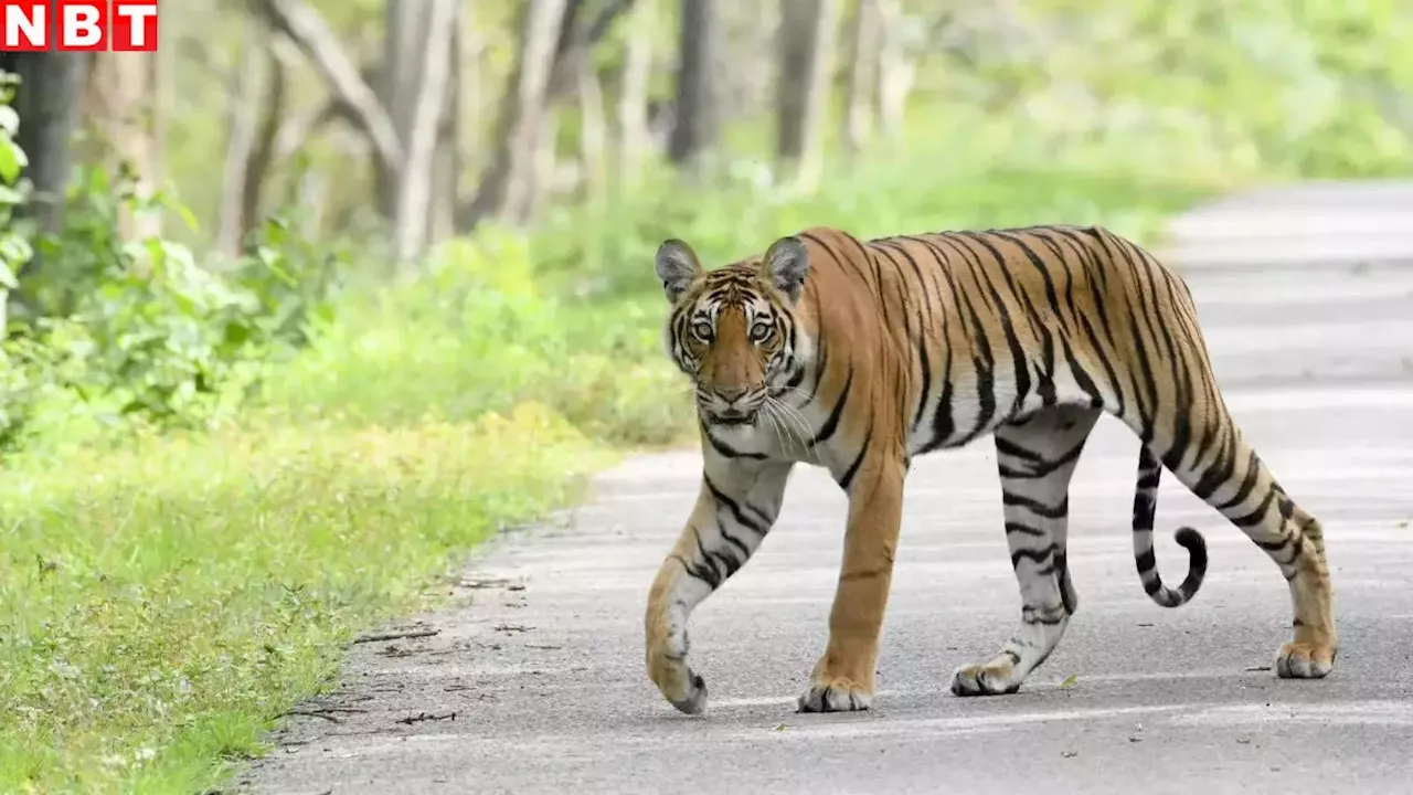 नदी, पहाड़ और जंगल... MP में बन रहा एक और अभ्यारण्य, 39 साल से कागजों में अटका था, अब मिला ग्रीन सिग्नल