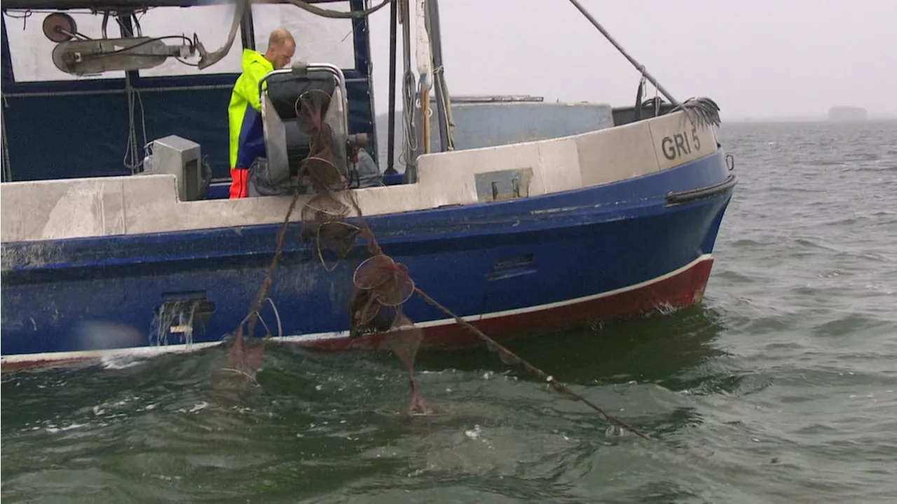 Geisternetze in der Ostsee: Umweltstiftung WWF arbeitet an Dauerlösung