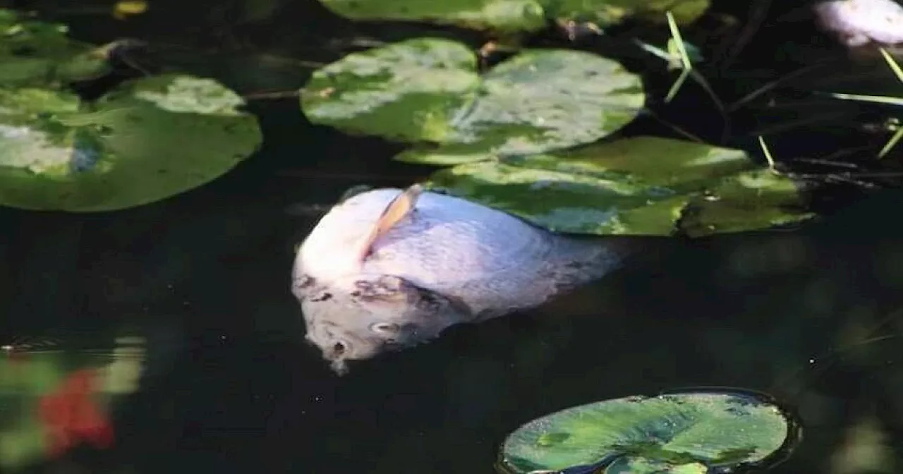 Tausende tote Fische in Fluss im Kreis Gütersloh gefunden