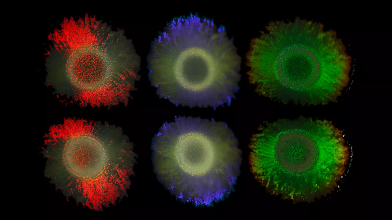 Bacterial glitter: New findings open up possibilities for sustainable color technologies