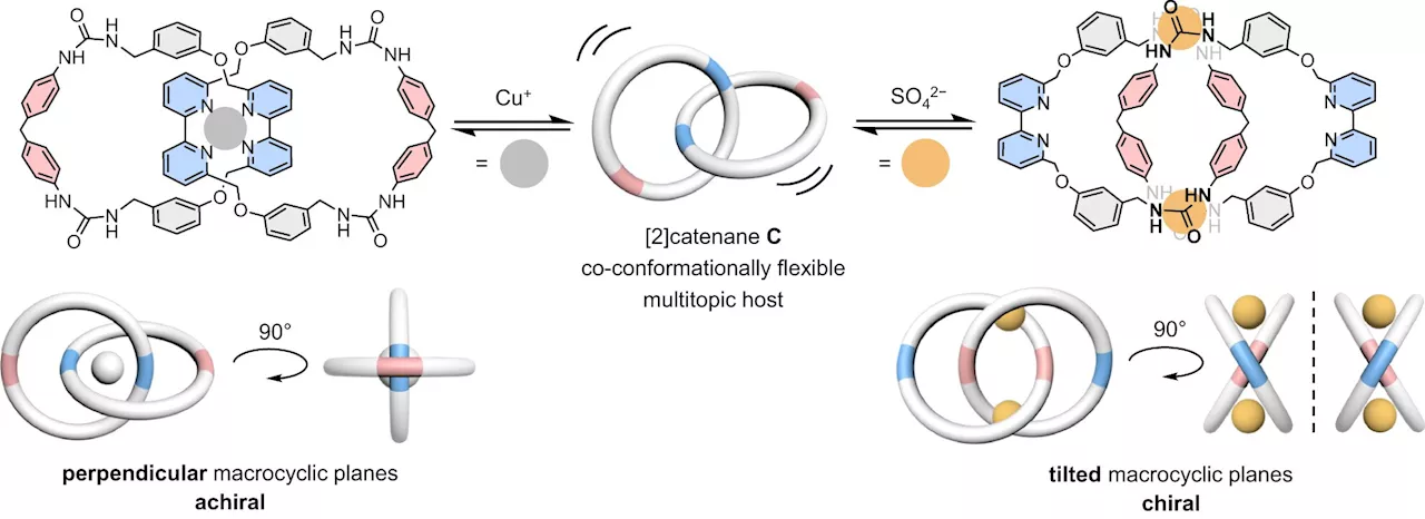 Chemists develop chameleon-like molecular chain with dual ion binding capability