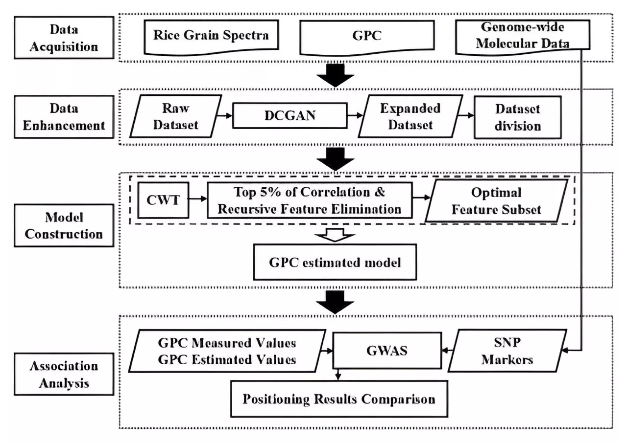 Innovative use of hyperspectral data and DCGANs enhances rice protein content estimation