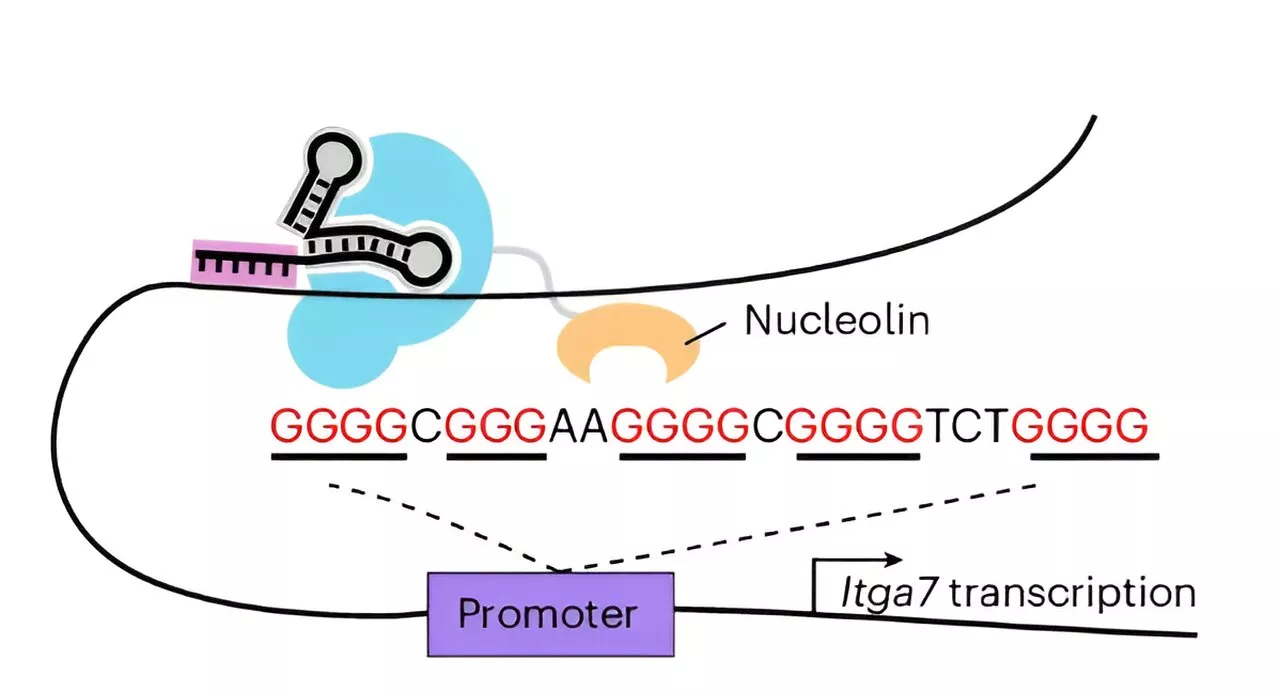 Novel strategy proposed for selectively targeting G-quadruplex at specific genome loci