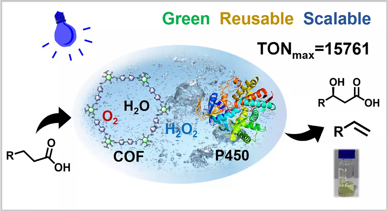 Photoenzymatic synthesis achieves efficient oxidation of fatty acids