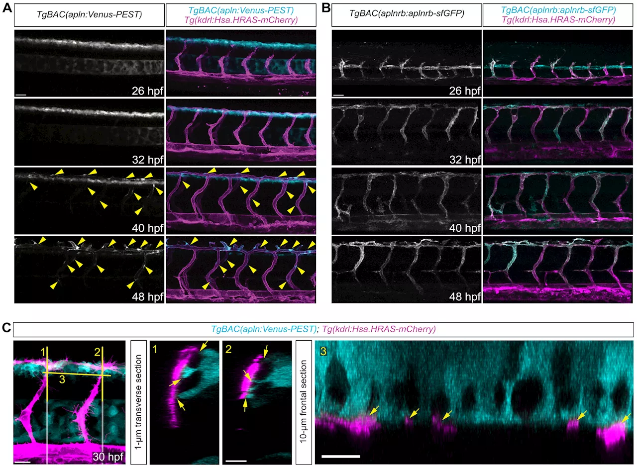 Scientists discover new way to control blood vessel growth with the peptide Apelin