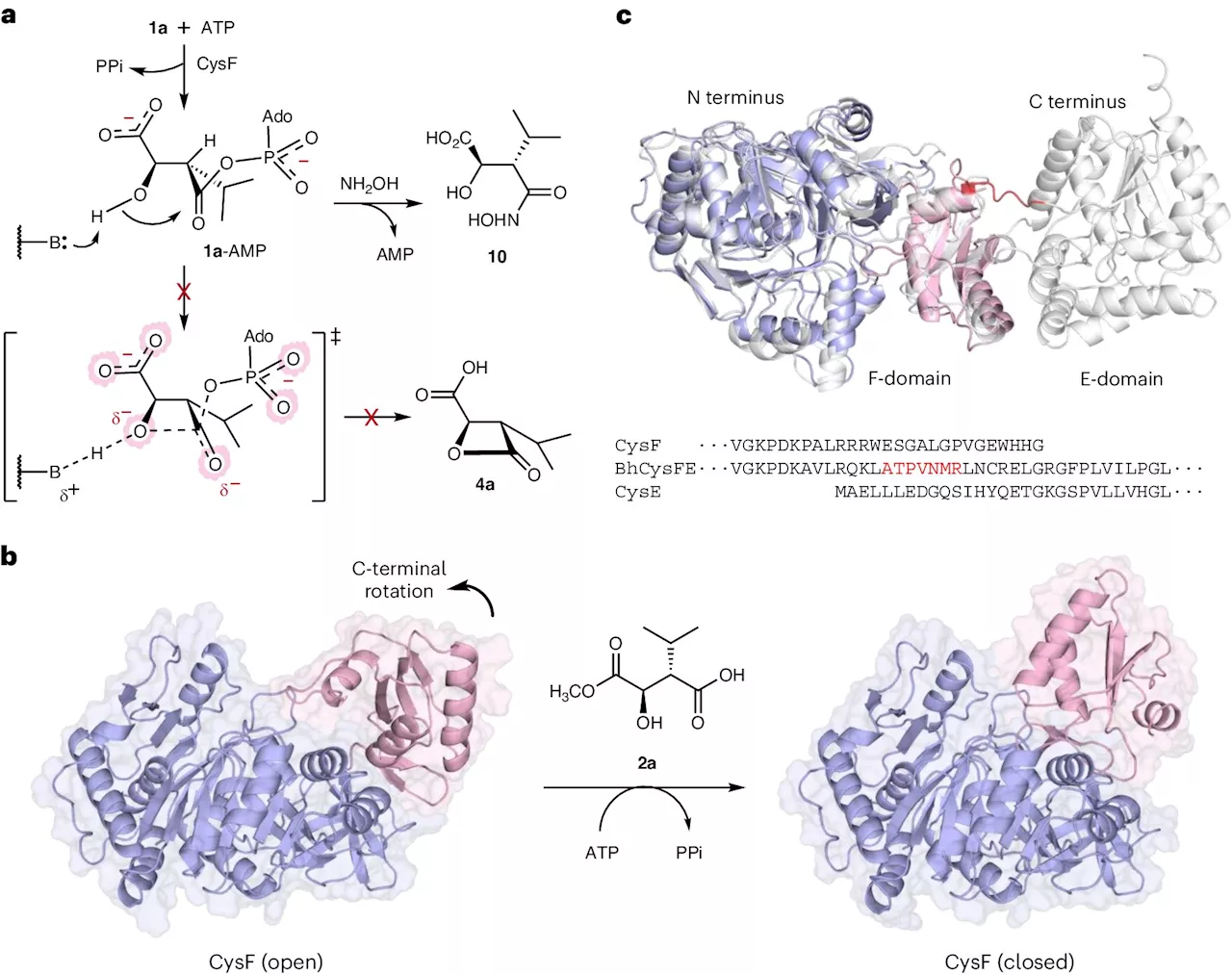 Scientists sustainably create peptide-based medicines, pave way for greener cancer treatments