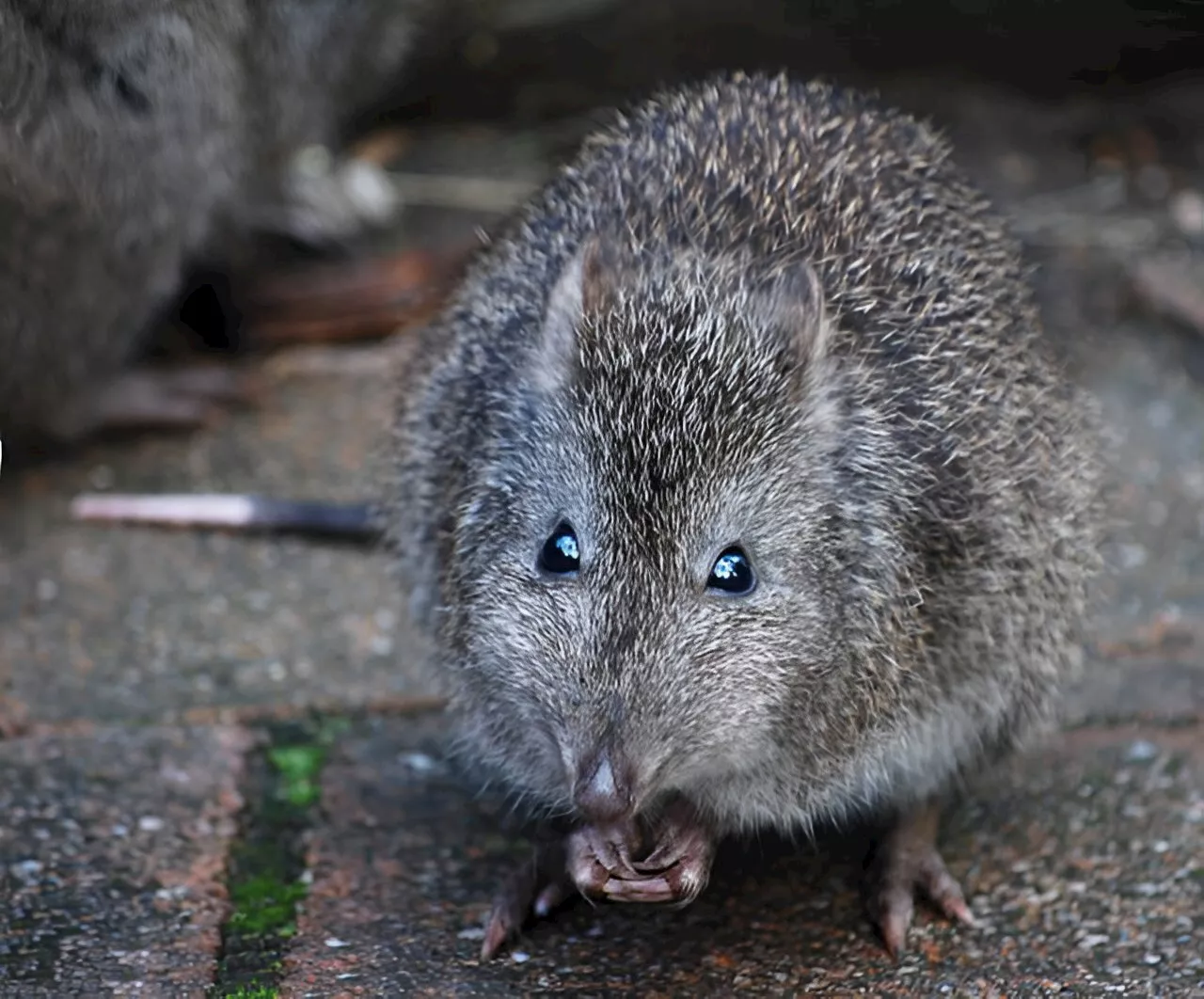 Study measures toughness of bettong and potoroo foods to aid in conservation efforts