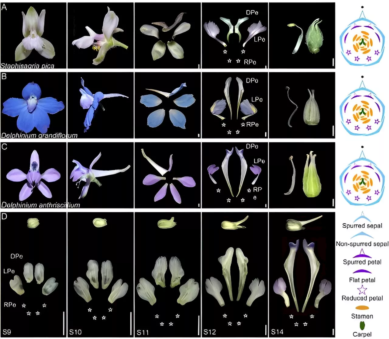 Study reveals key gene in Delphinium petal differentiation