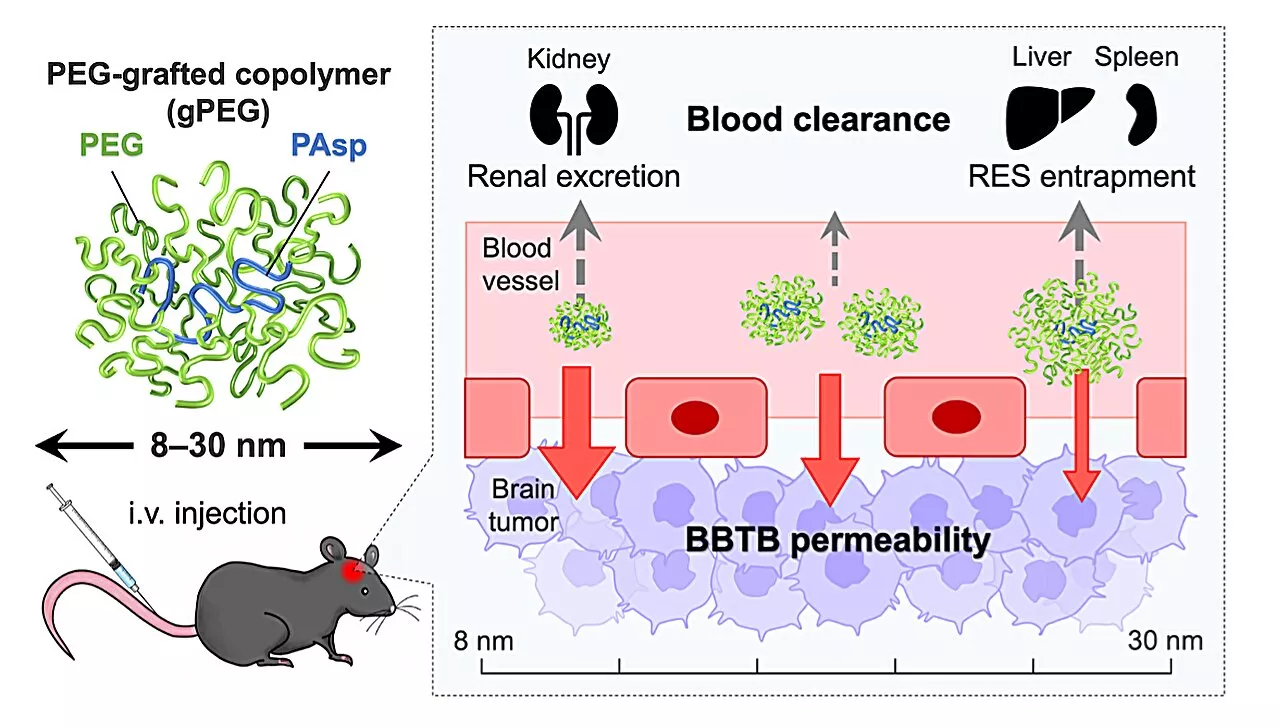 Team uses 'nanoruler' to determine threshold for tissue permeability of brain tumors