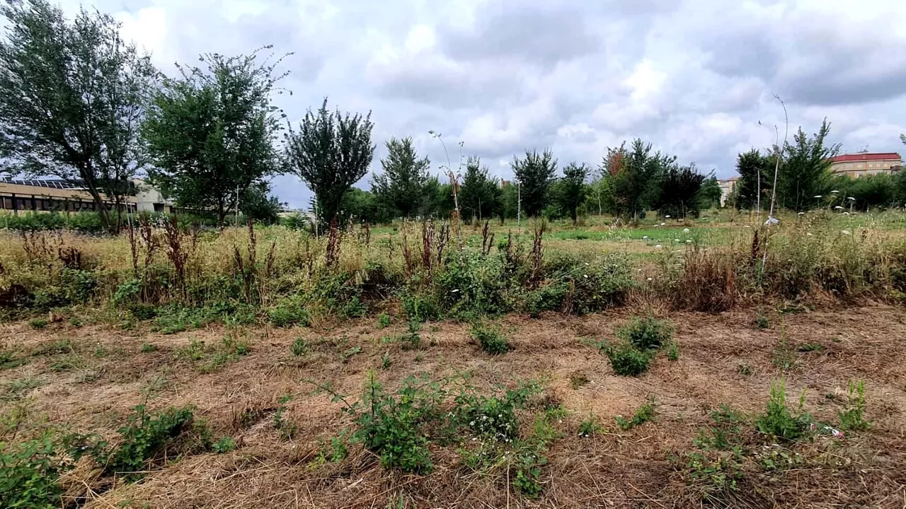 Pietralata, sono già morti gli alberi di via del Tufo, verranno ripiantati ad ottobre