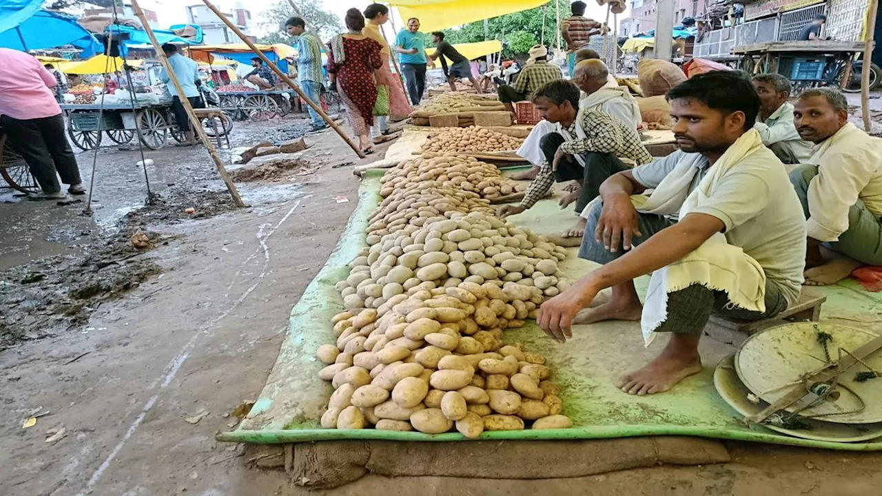 आलू राजा के आगे शौकीनों का सरेंडर,थोक से लेकर फुटकर तक भाव सातवें आसमान पर