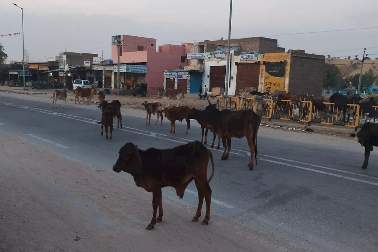 भारतमाला हाइवे: टोल वसूली पर पूरा जोर, सड़क की सफाई और रखरखाव कमजोर