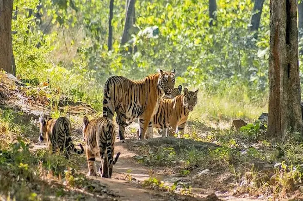 राजस्थान में वाइल्ड लाइफ में बढ़ रही युवाओं की रूचि… फिर भी स्कूली पाठ्यक्रम में शामिल नहीं