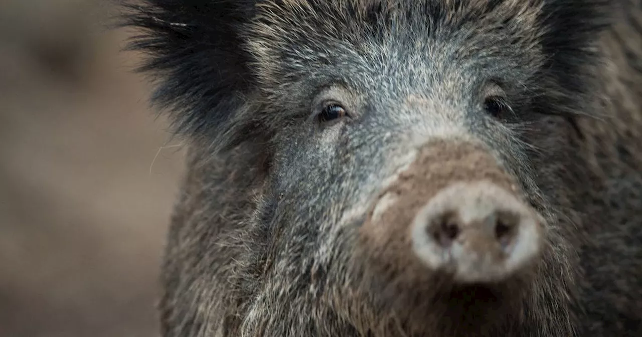 Afrikanische Schweinepest in Rheinland-Pfalz angekommen - zwei Wildschweine betroffen