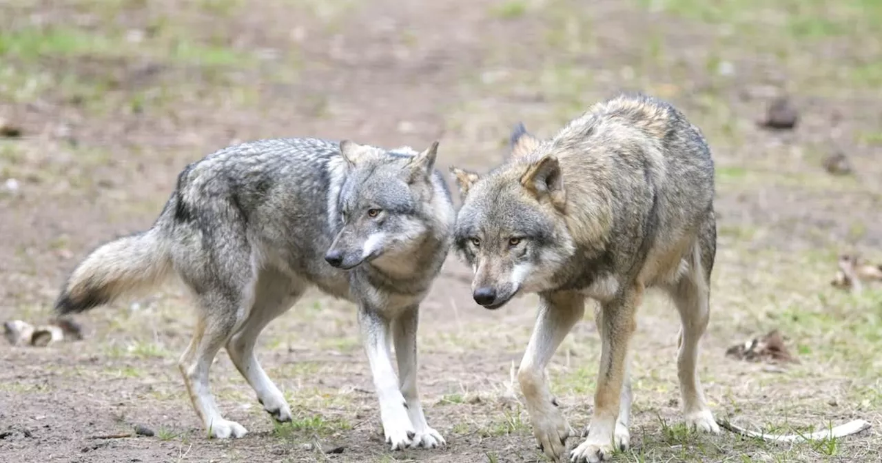 Niederlande: Wolf verschleppt angeleinten Hund​ in Provinz Utrecht