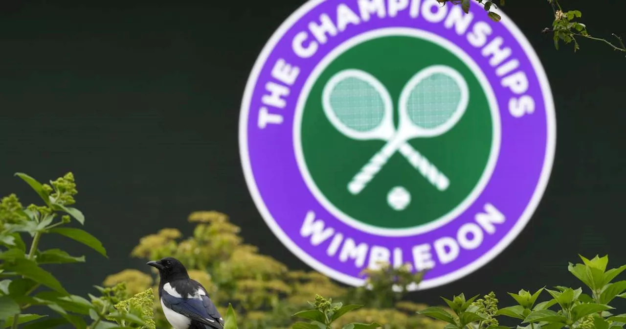 Wimbledon 2024: Düsseldorfer Frantzen im Wimbledon-Viertelfinale​