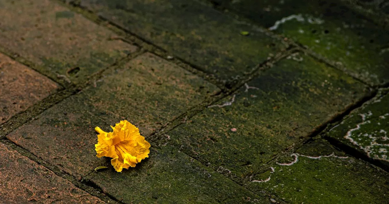 How to get rid of moss from your patio and deck without using a power washer