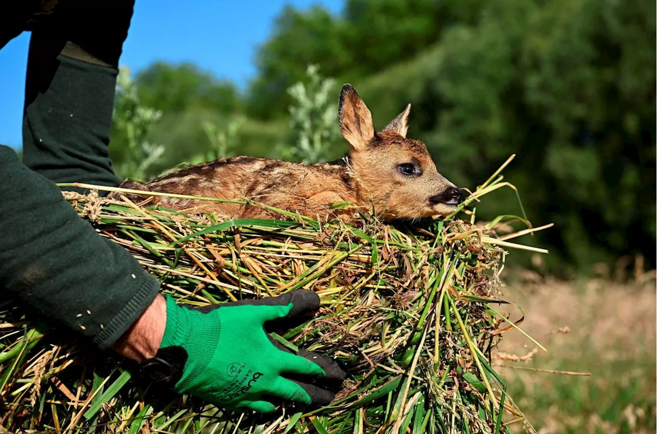 In Belgian farmland, ‘Saving Bambi’ one dawn mission at a time