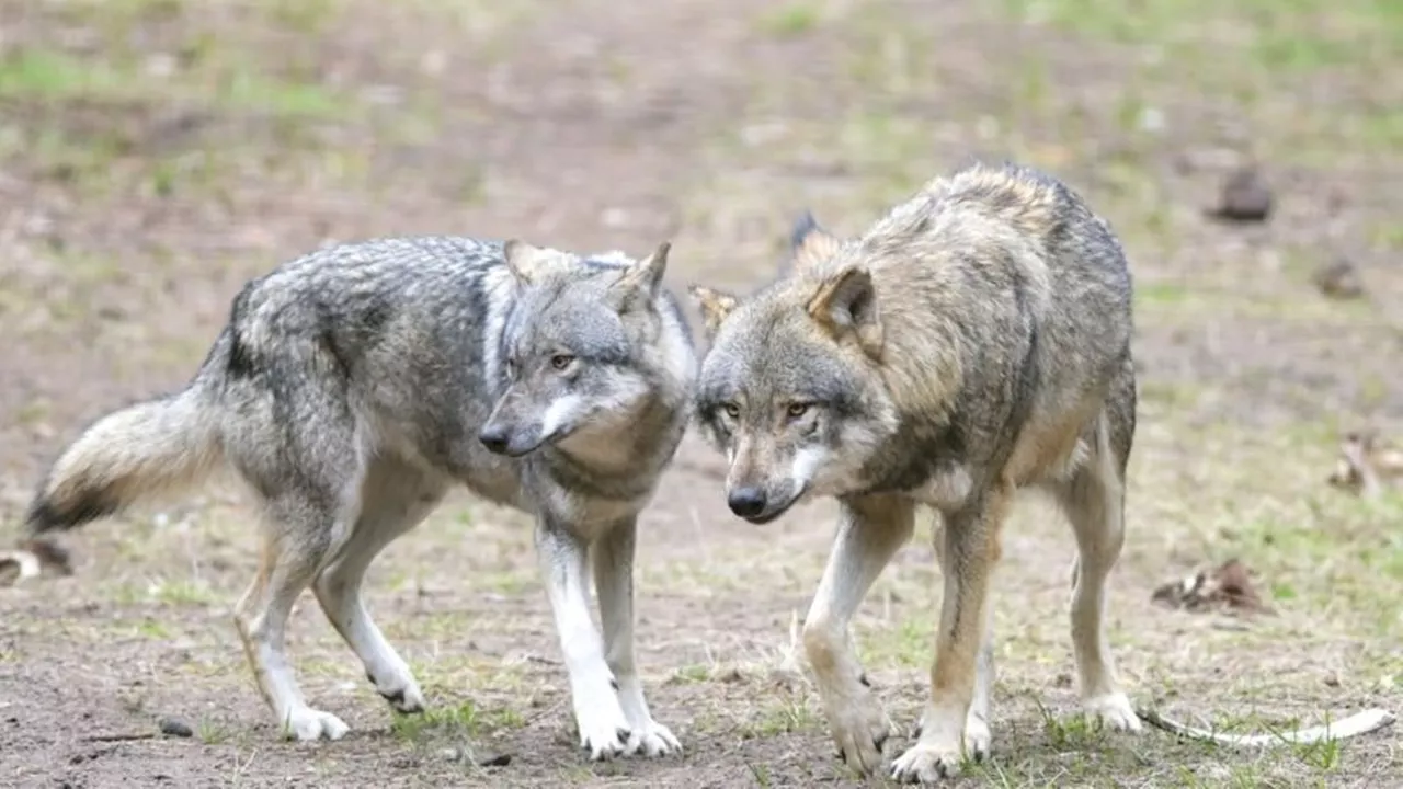 Angriff in freier Natur: Wolf reißt angeleinten Hund in Niederlanden mit