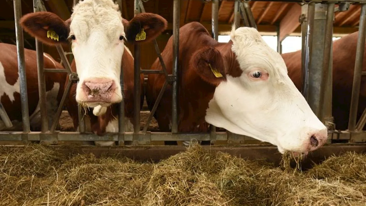 Tierseuche: Blauzungenkrankheit: Bislang keine neuen Fälle bekannt