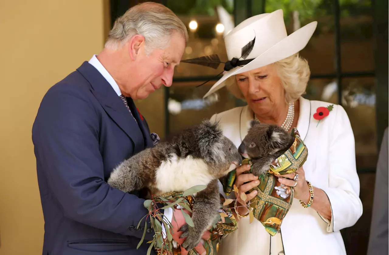 Abschied vom Koala-Kuscheln im ältesten Park Australiens