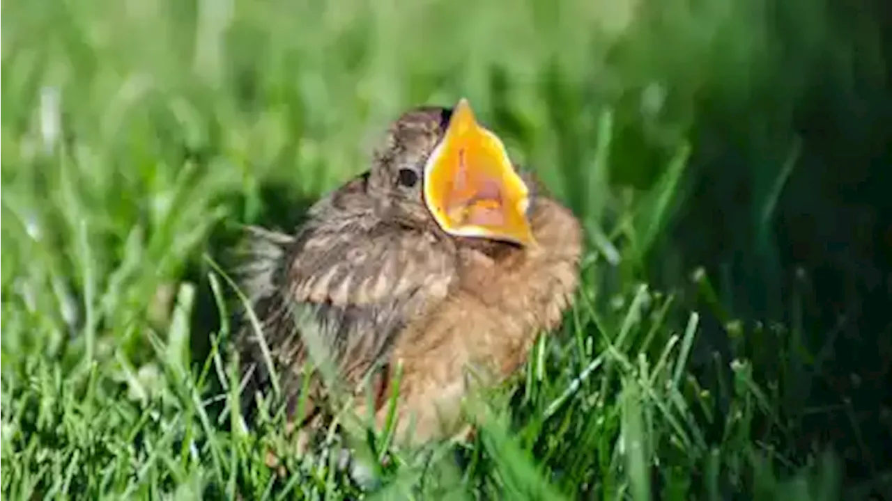 Brutzeit: Naturschützer bitten Kreisverdener um Rücksichtnahme