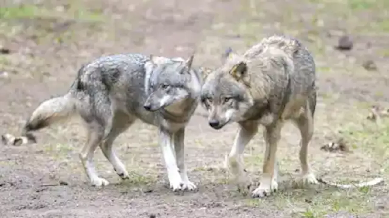 Wolf reißt angeleinten Hund in Niederlanden mit